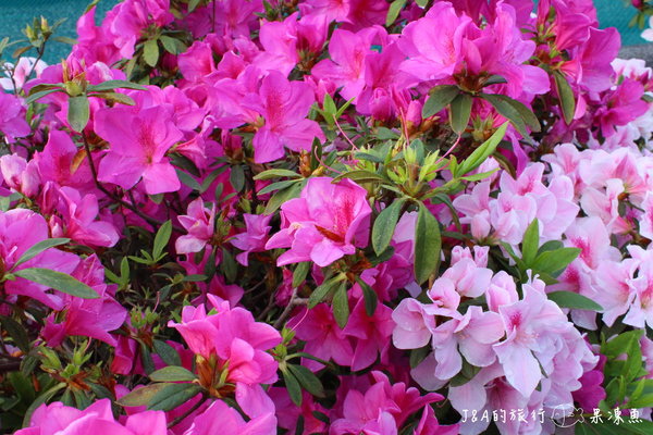 【捷運公館】台大杜鵑花節–欣賞杜鵑花不用上山，在市區就看的到囉!