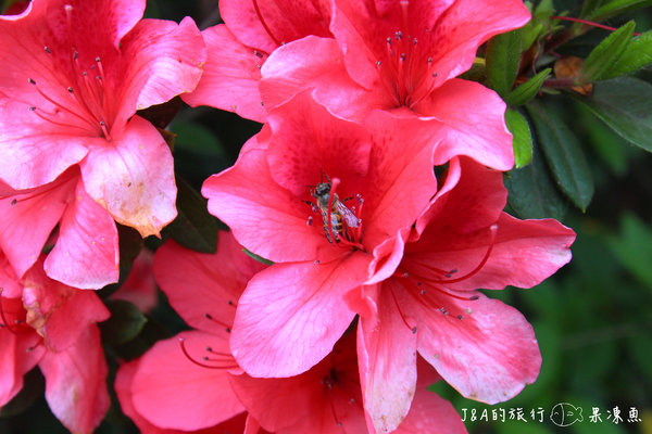 【捷運公館】台大杜鵑花節–欣賞杜鵑花不用上山，在市區就看的到囉!