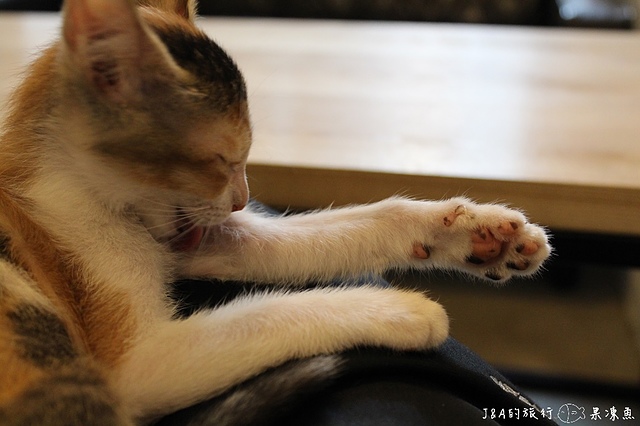 【捷運國父紀念館】Toast Chat–有可愛的貓咪與美食陪你度過~