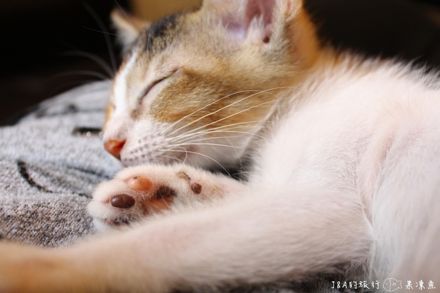 【捷運國父紀念館】Toast Chat–有可愛的貓咪與美食陪你度過~